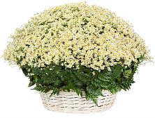 Цветочная композиция из Ромашки в корзине #REPLACE_PRED# Алдане